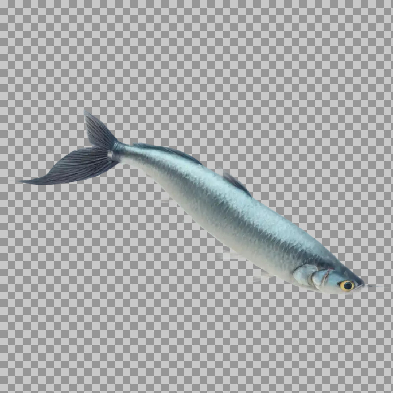 Silver Halfbeak Fish PNG | Isolated Aquatic Animal Photo...