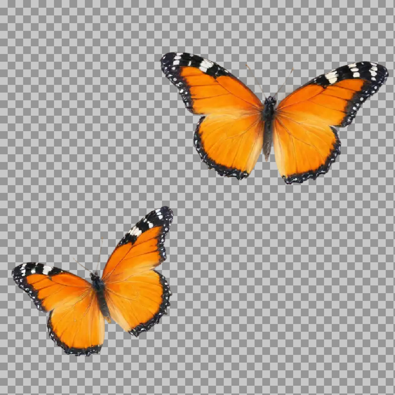 Orange Butterfly PNG Transparent Background – High Quality Butterfly Image...