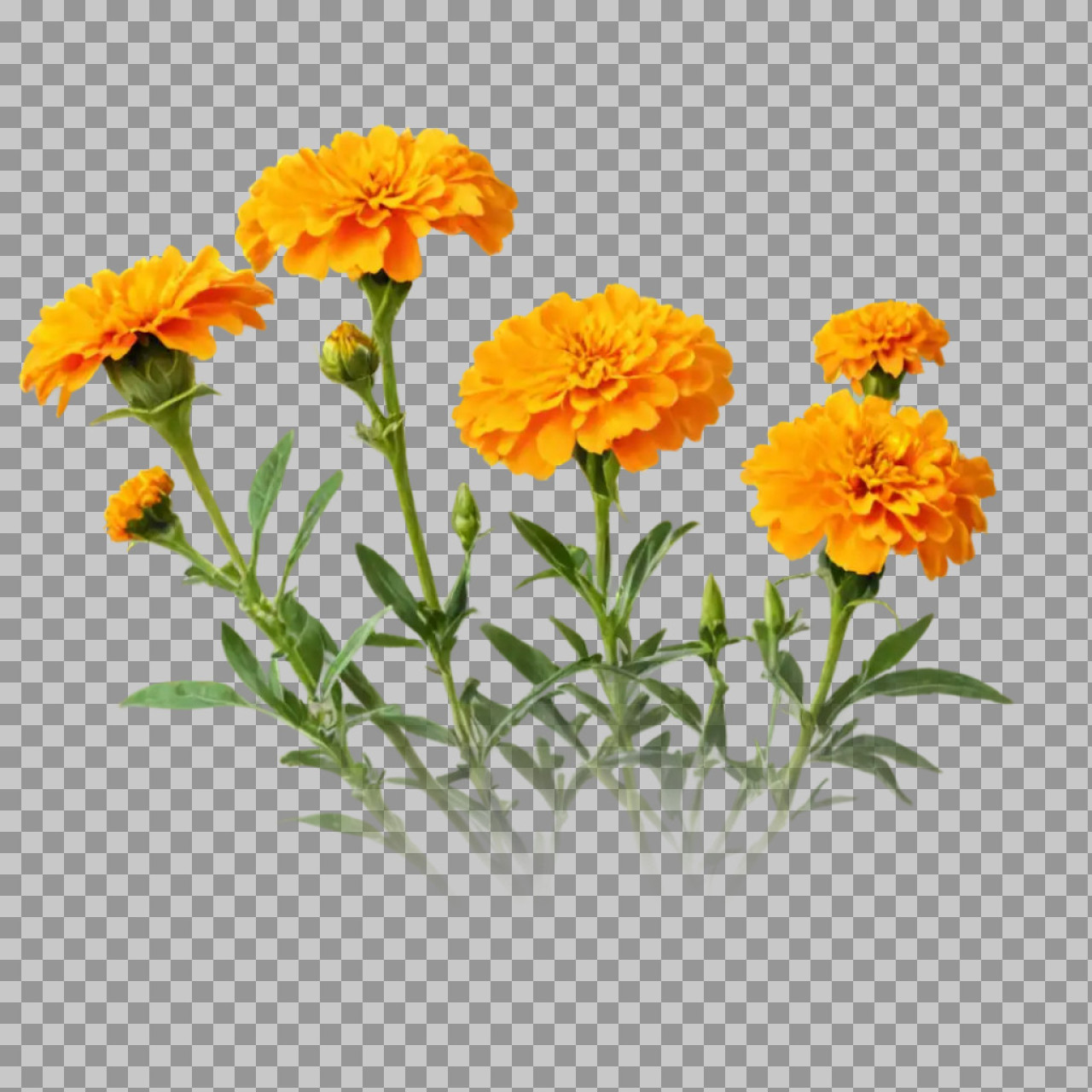 Orange Marigold Flowers PNG Transparent Background – Floral Image...