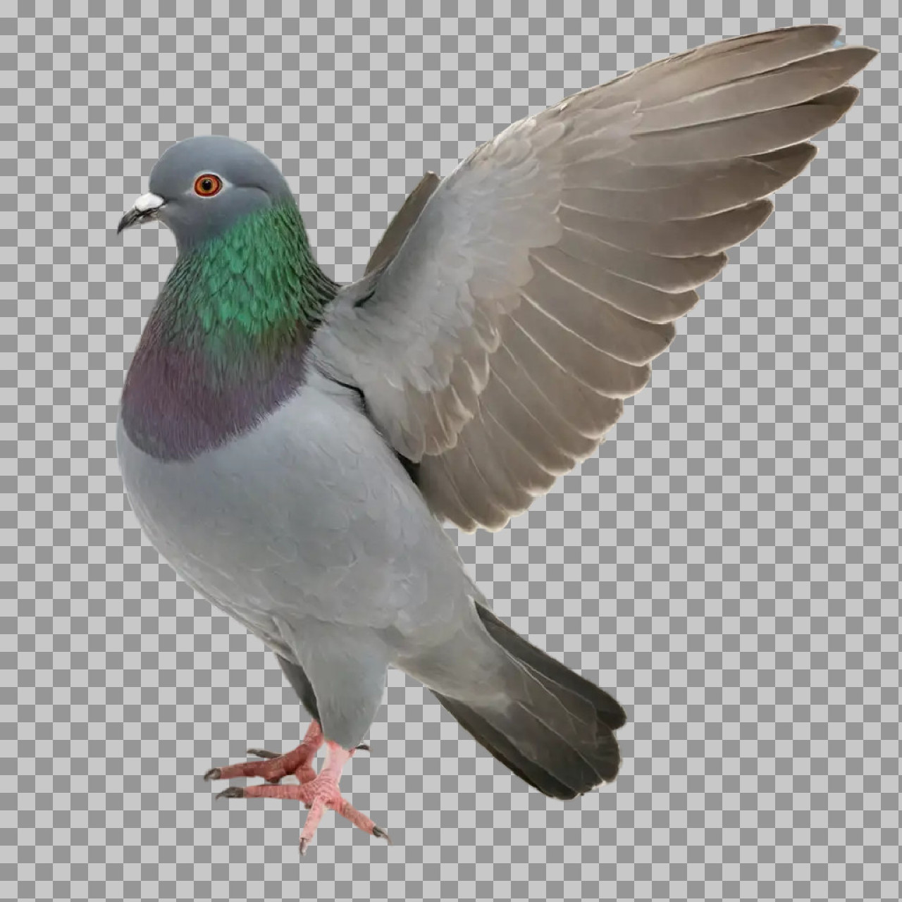 Flying Pigeon PNG Transparent Background – High Quality Bird Image