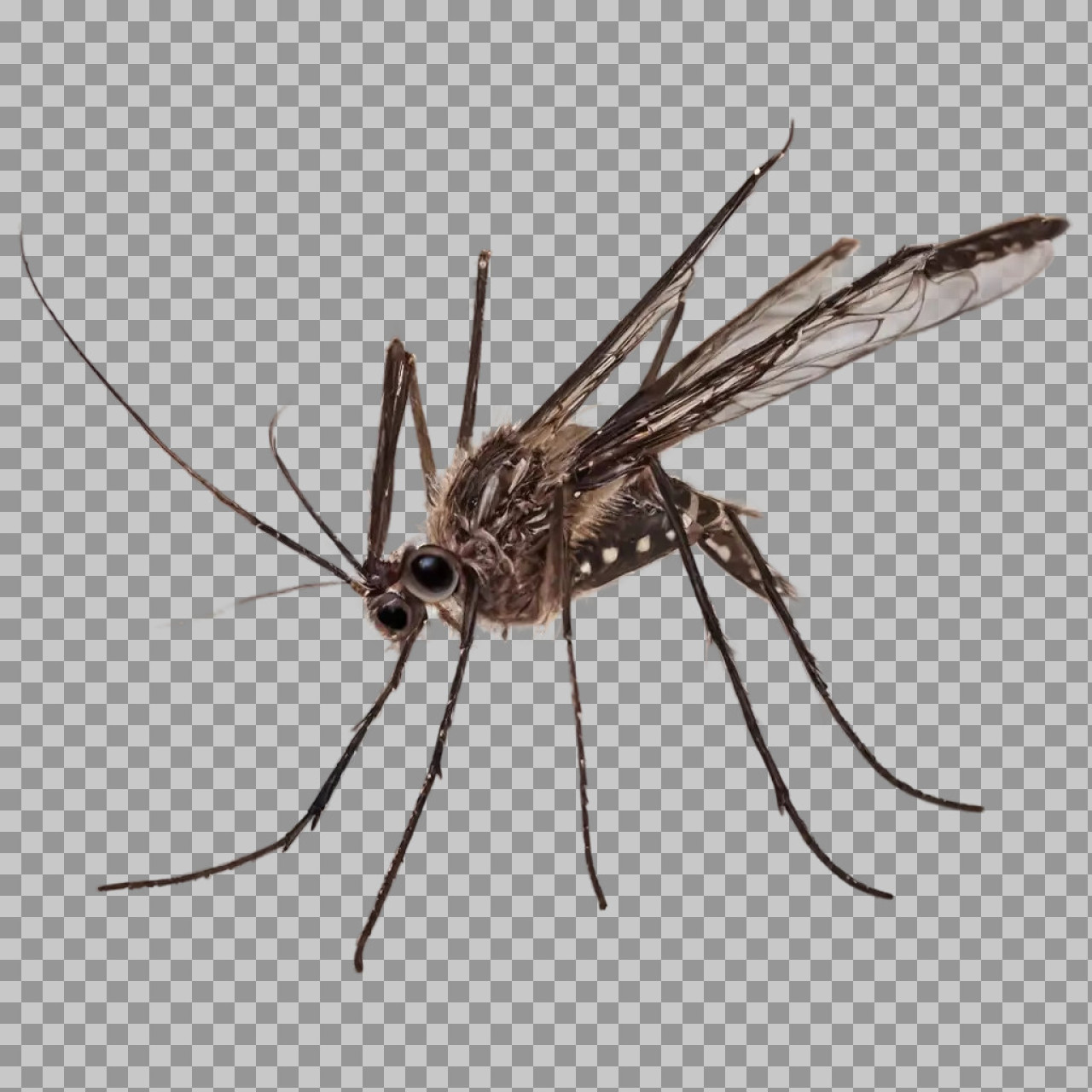Aedes Mosquito PNG | Detailed Macro Insect Photo...