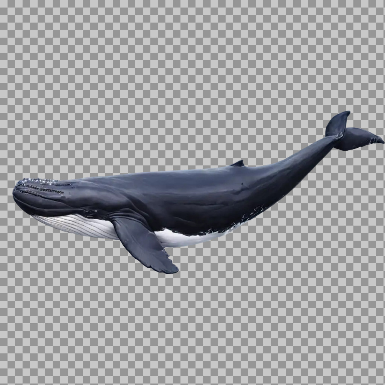 Humpback Whale PNG – Marine Animal Transparent Image...