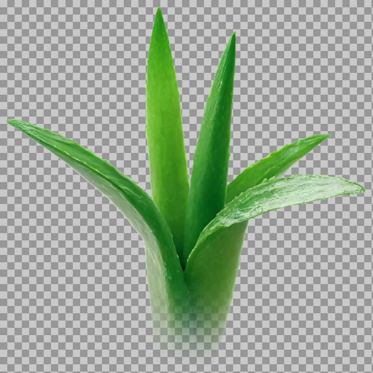 Aloe Vera Plant PNG – Medicinal Green Plant Image...