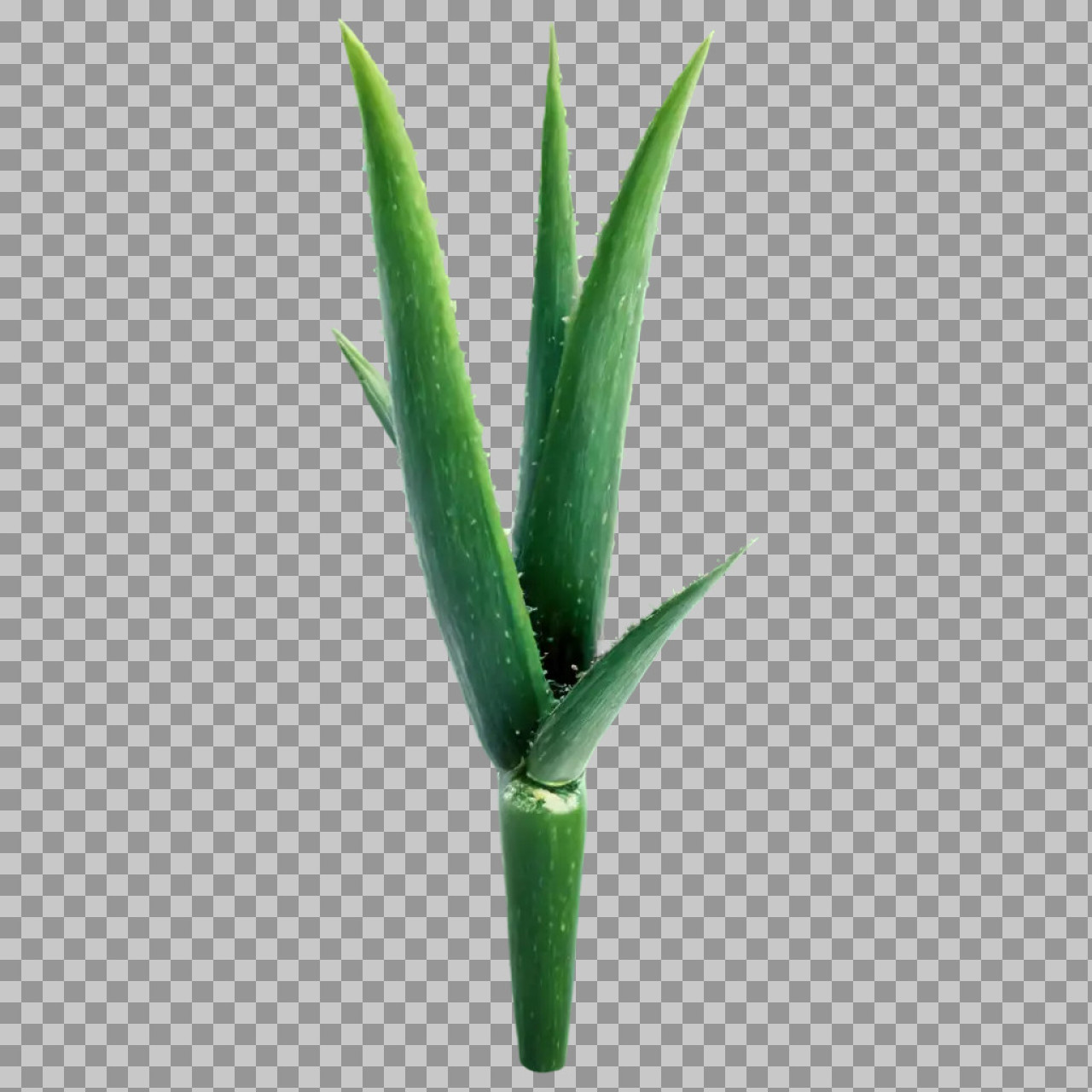 Aloe Vera Plant PNG Transparent Background | High-Quality Herbal Image...