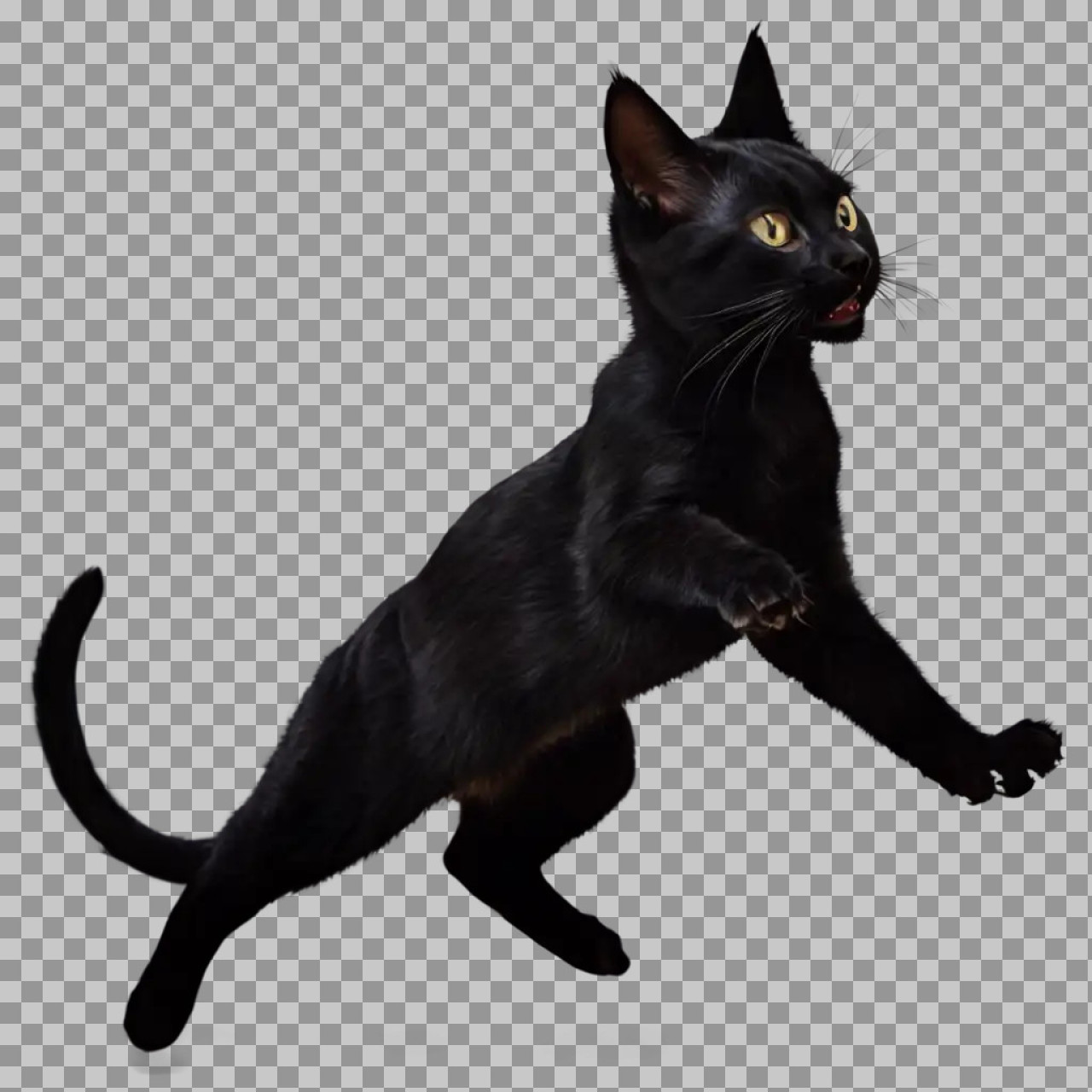 Black Cat PNG Transparent Background | High-Quality Cat Image