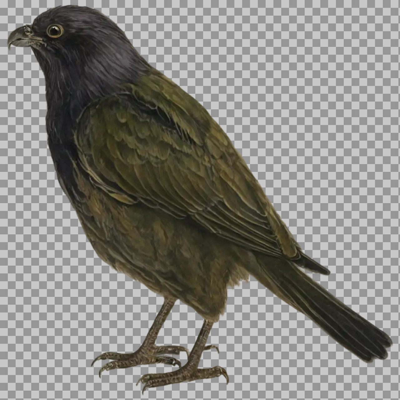 Vintage Bird Illustration PNG | Antique Scientific Art...