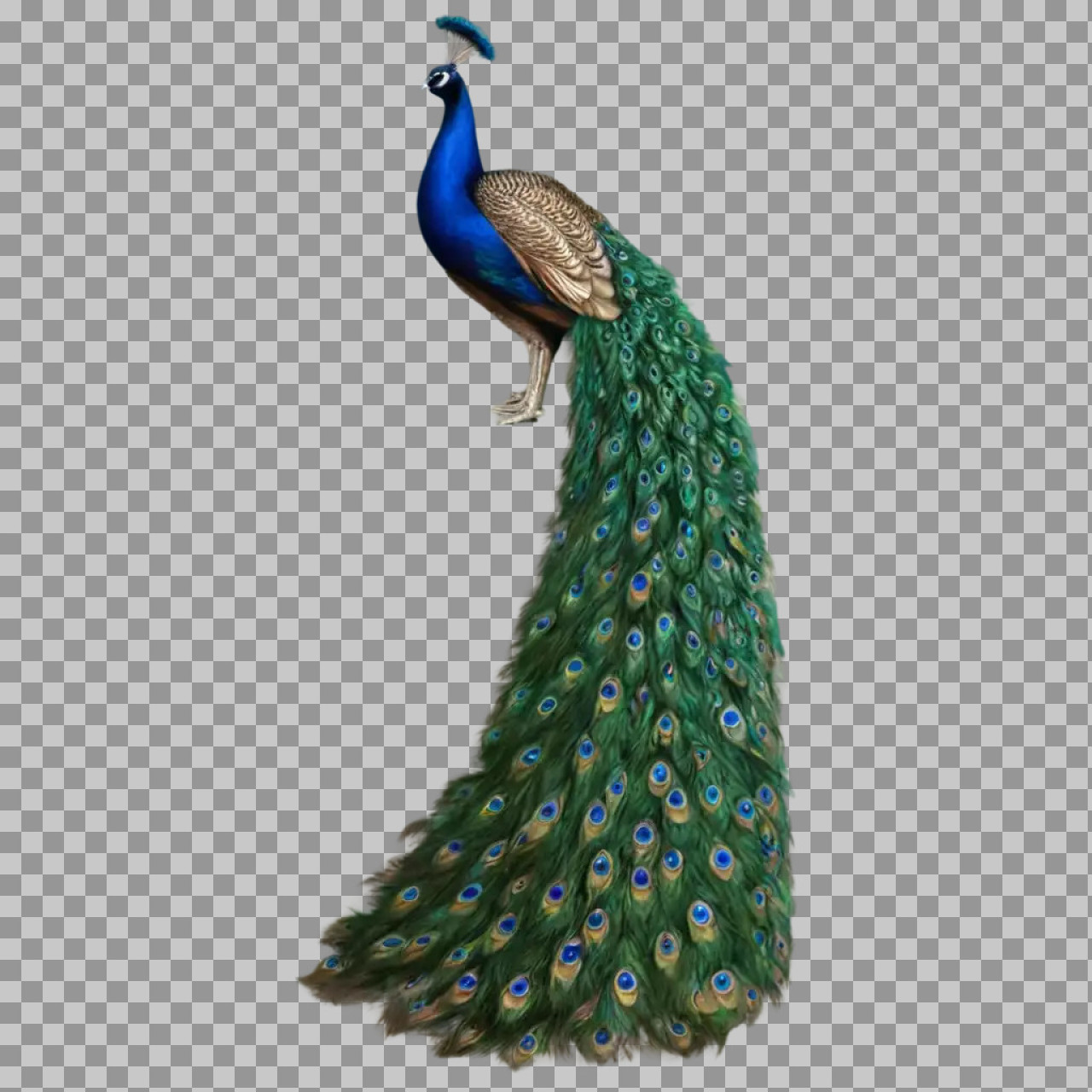 Majestic Peacock PNG | Exotic Bird Illustration...