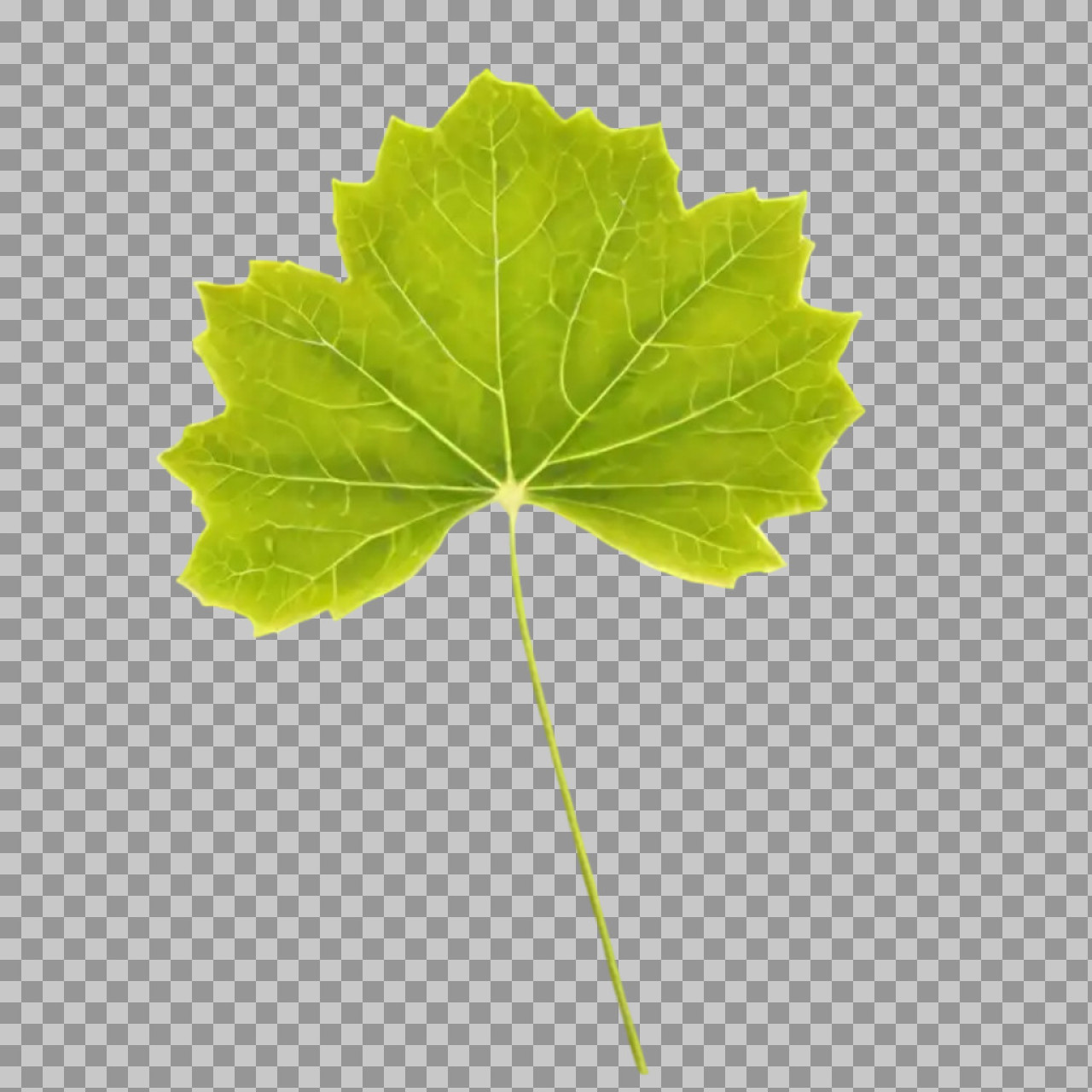 Fresh Green Maple Leaf PNG – Isolated Transparent Background...