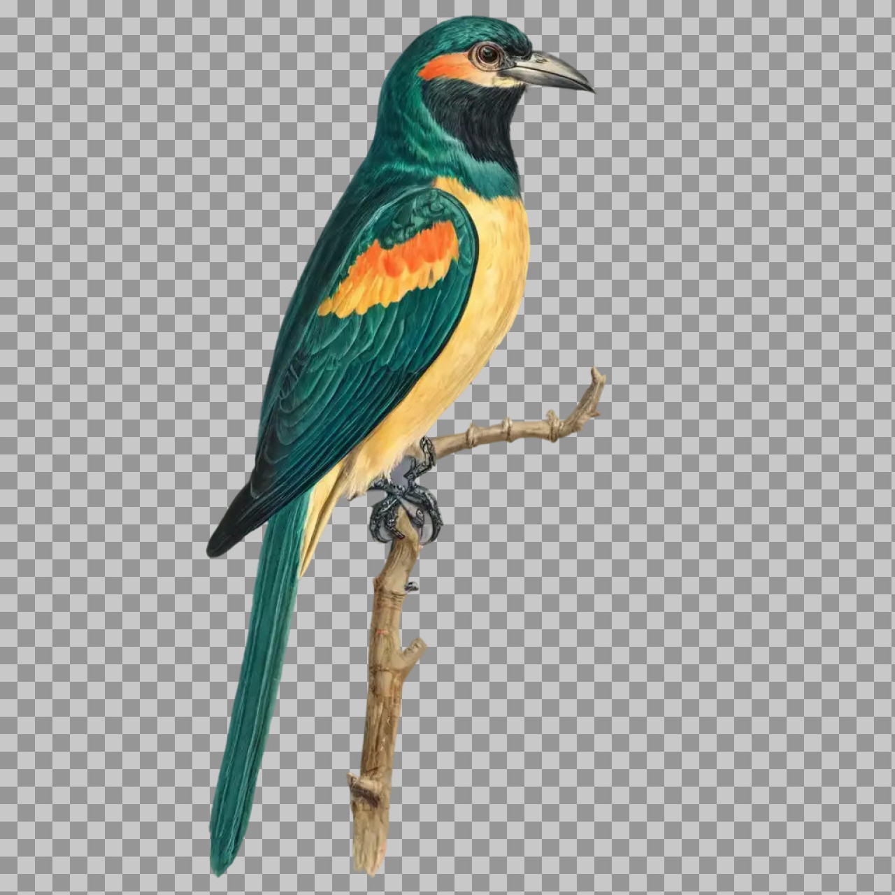 Colorful Tropical Bird PNG – Exotic Bird on Branch Transparent