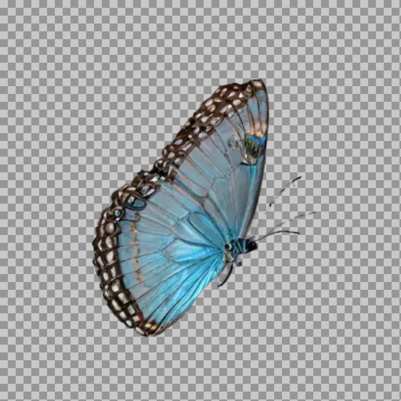 Blue Butterfly PNG | Realistic Side View with Transparent Background