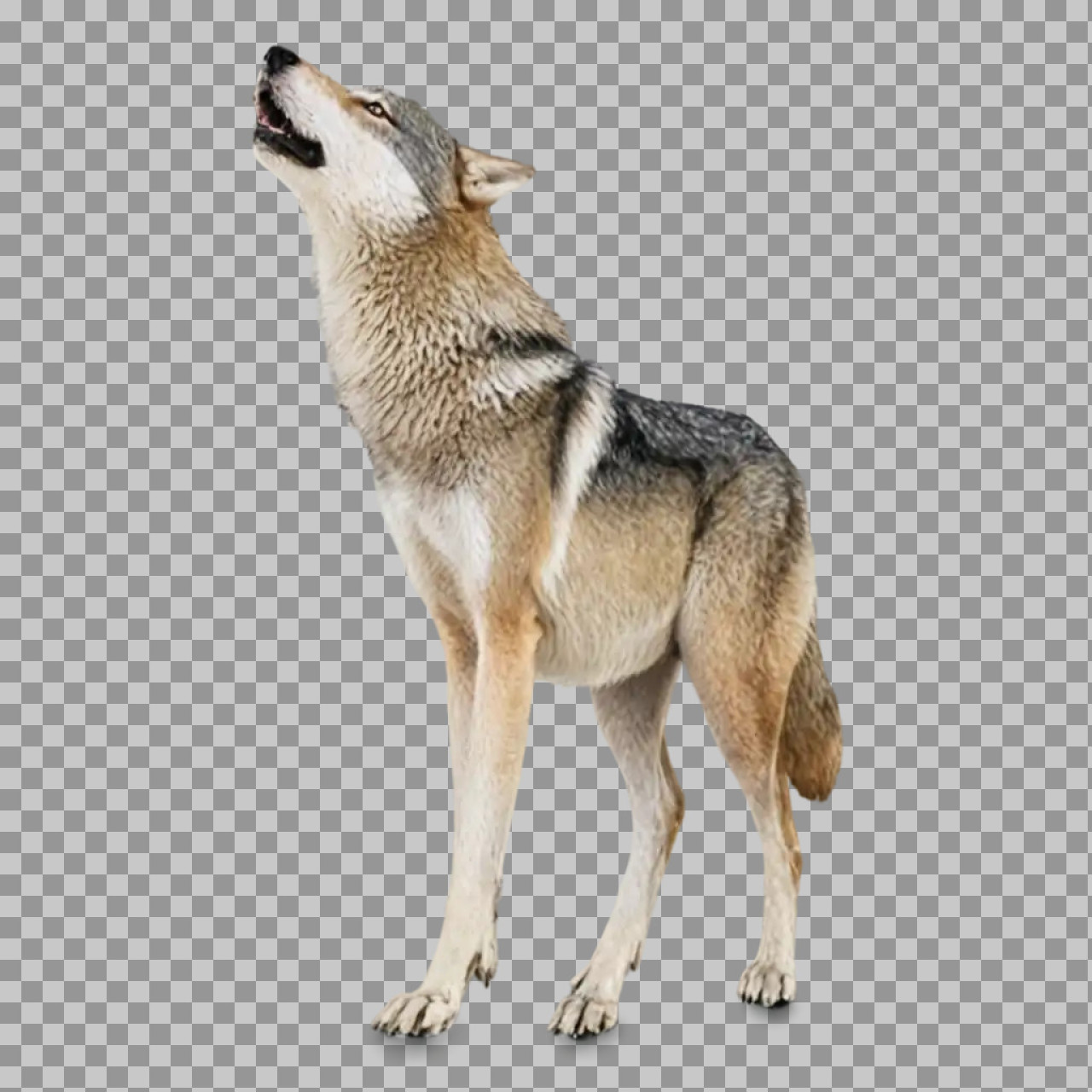 Howling Wolf PNG Transparent Background | Realistic Wolf Cutout...
