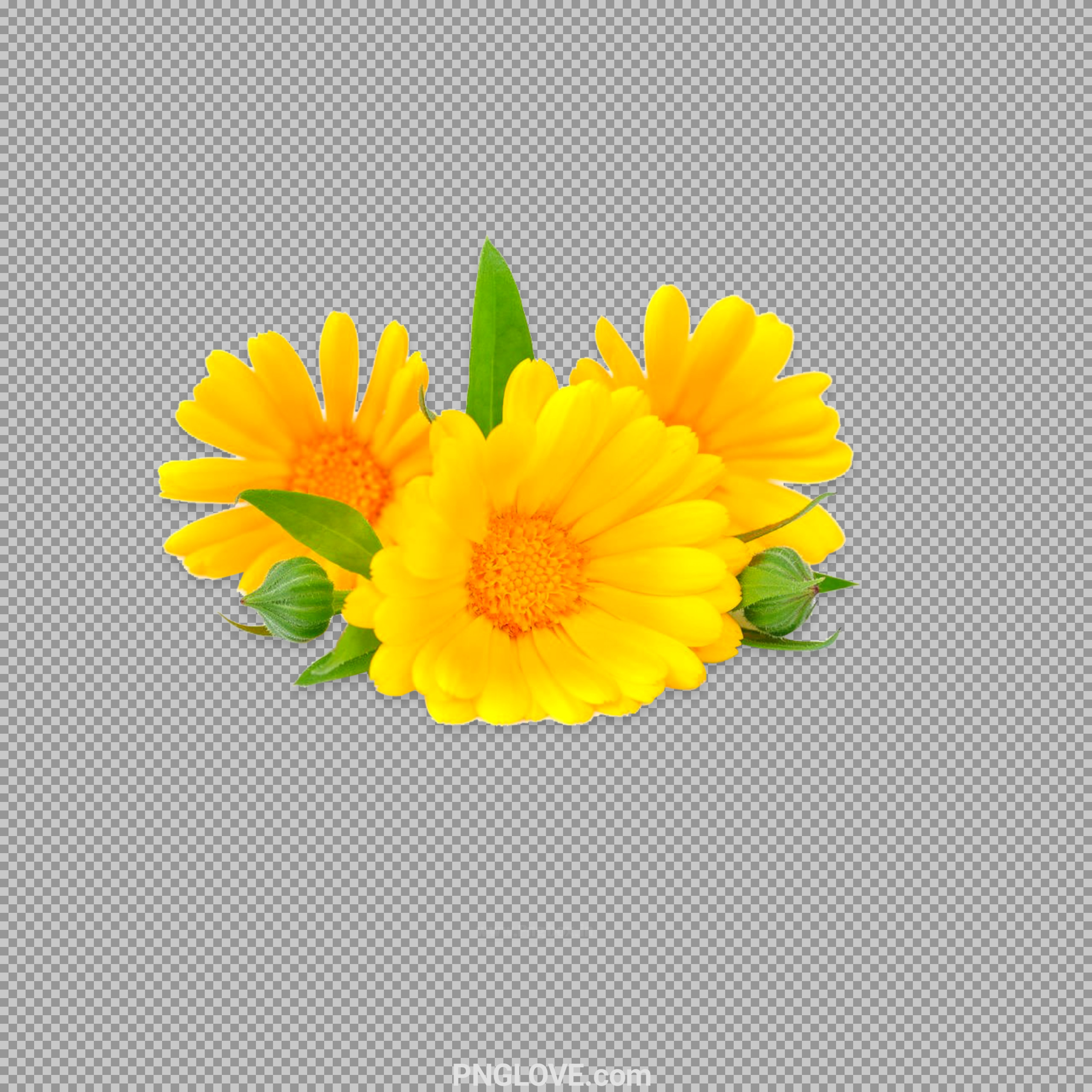 Marigold flower PNG image download
