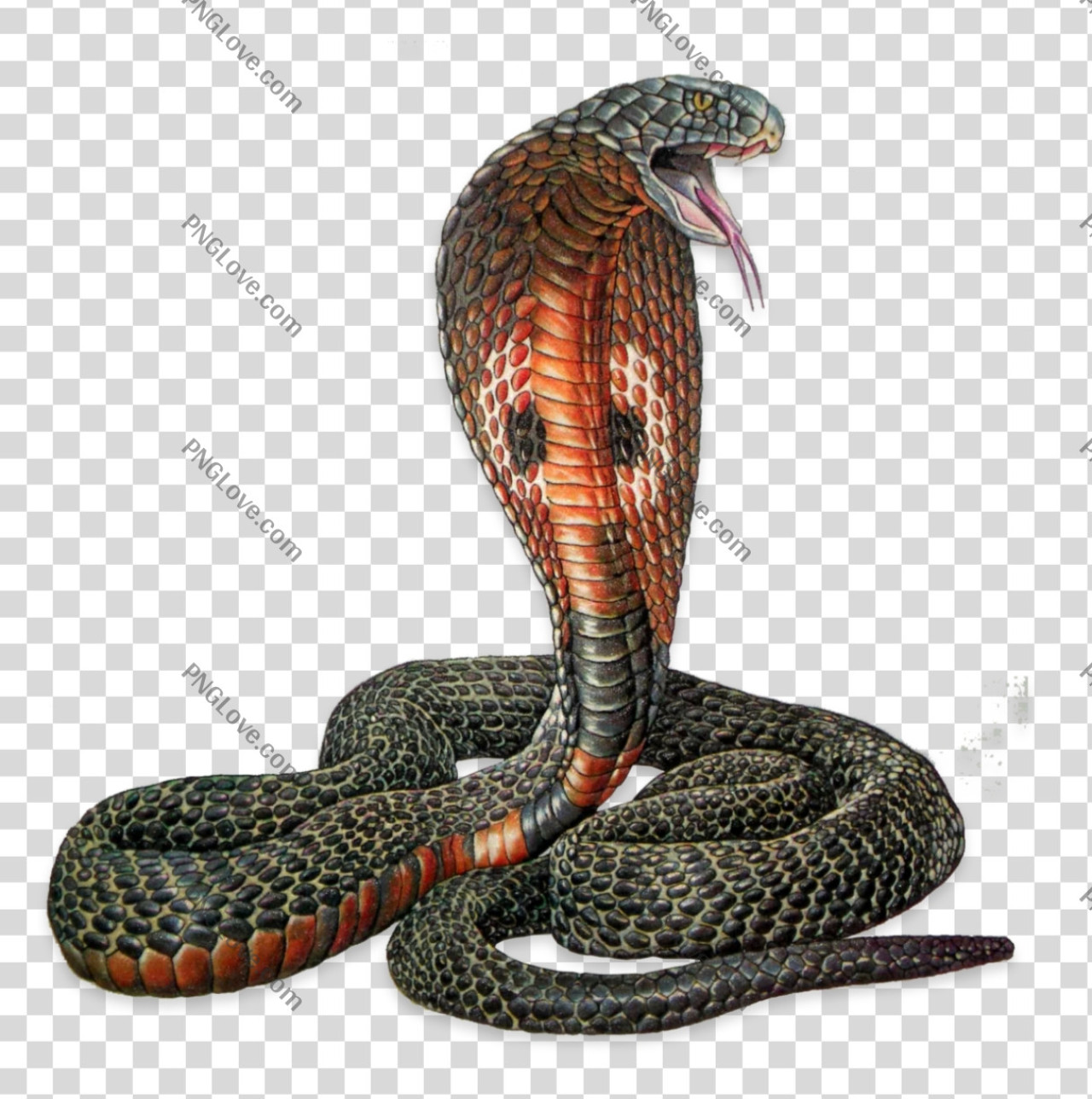 Cobra snake HD PNG image download