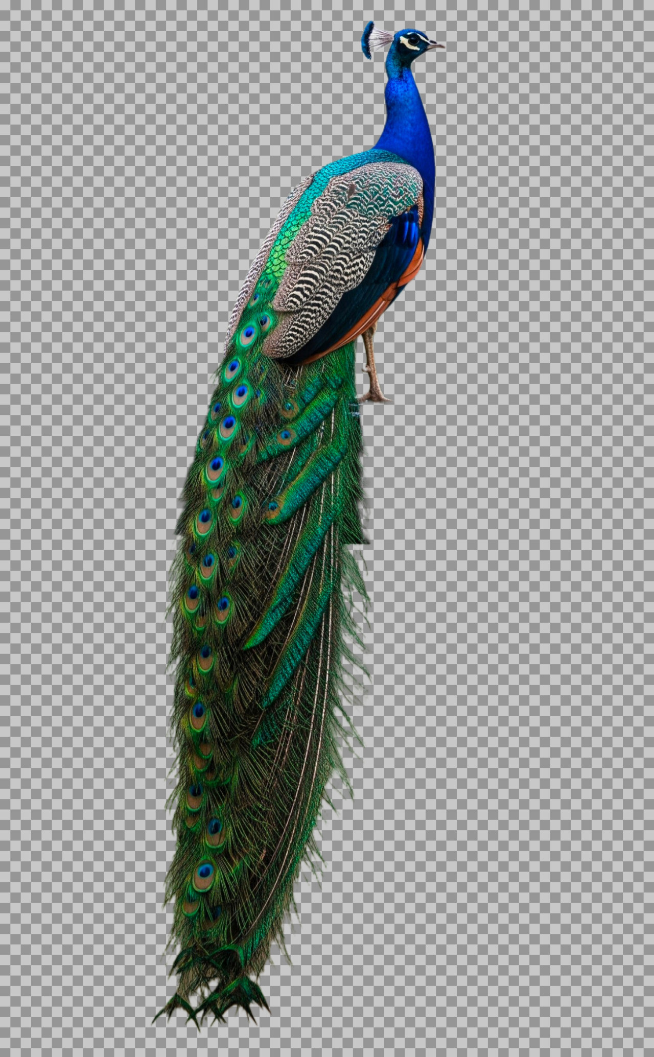 Majestic Peacock with Long Feathers PNG...