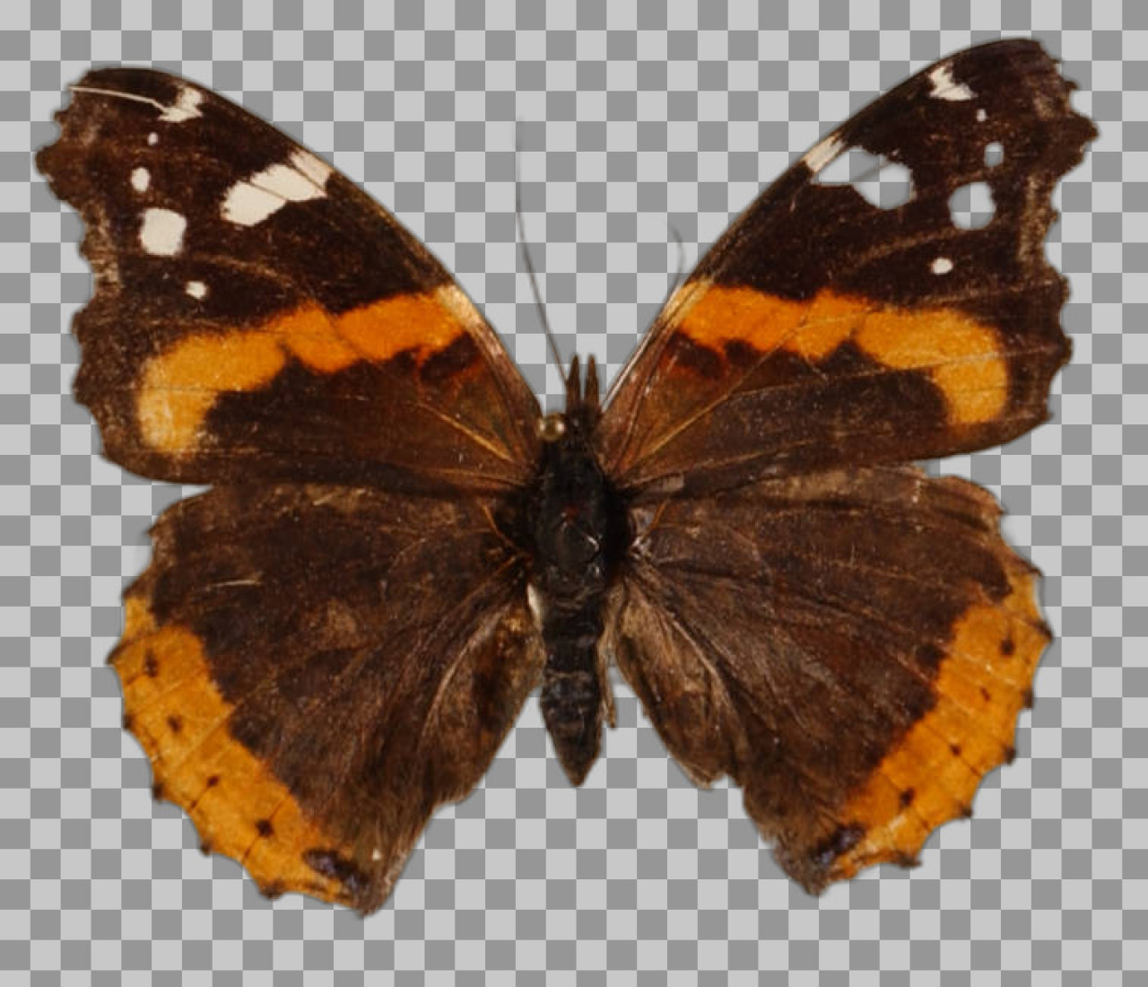 Red Admiral Butterfly PNG Image | Vanessa atalanta Specimen
