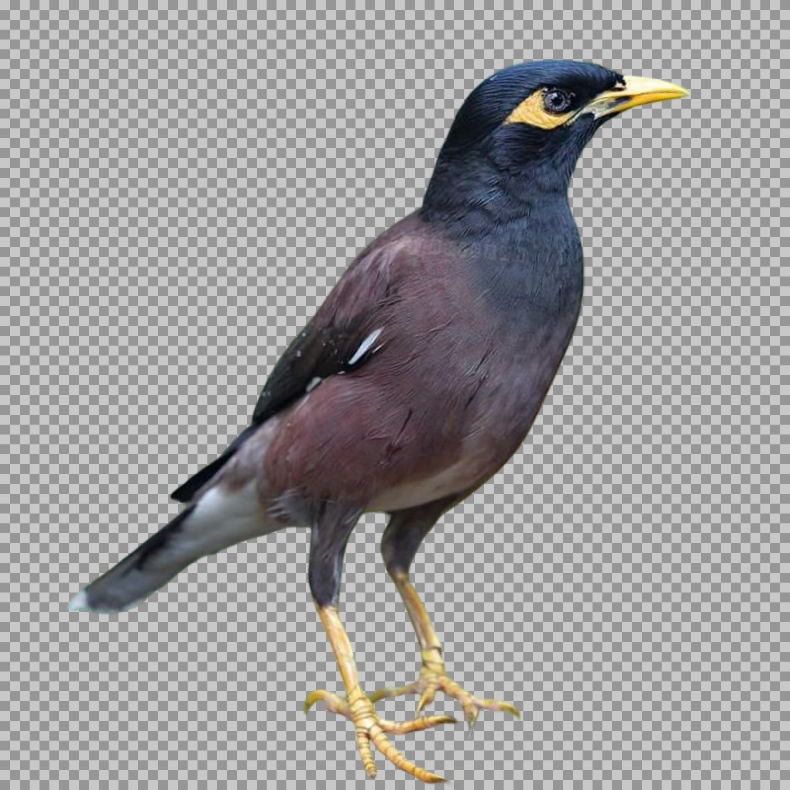 Download Common Myna Bird PNG | High-Quality Transparent Background...