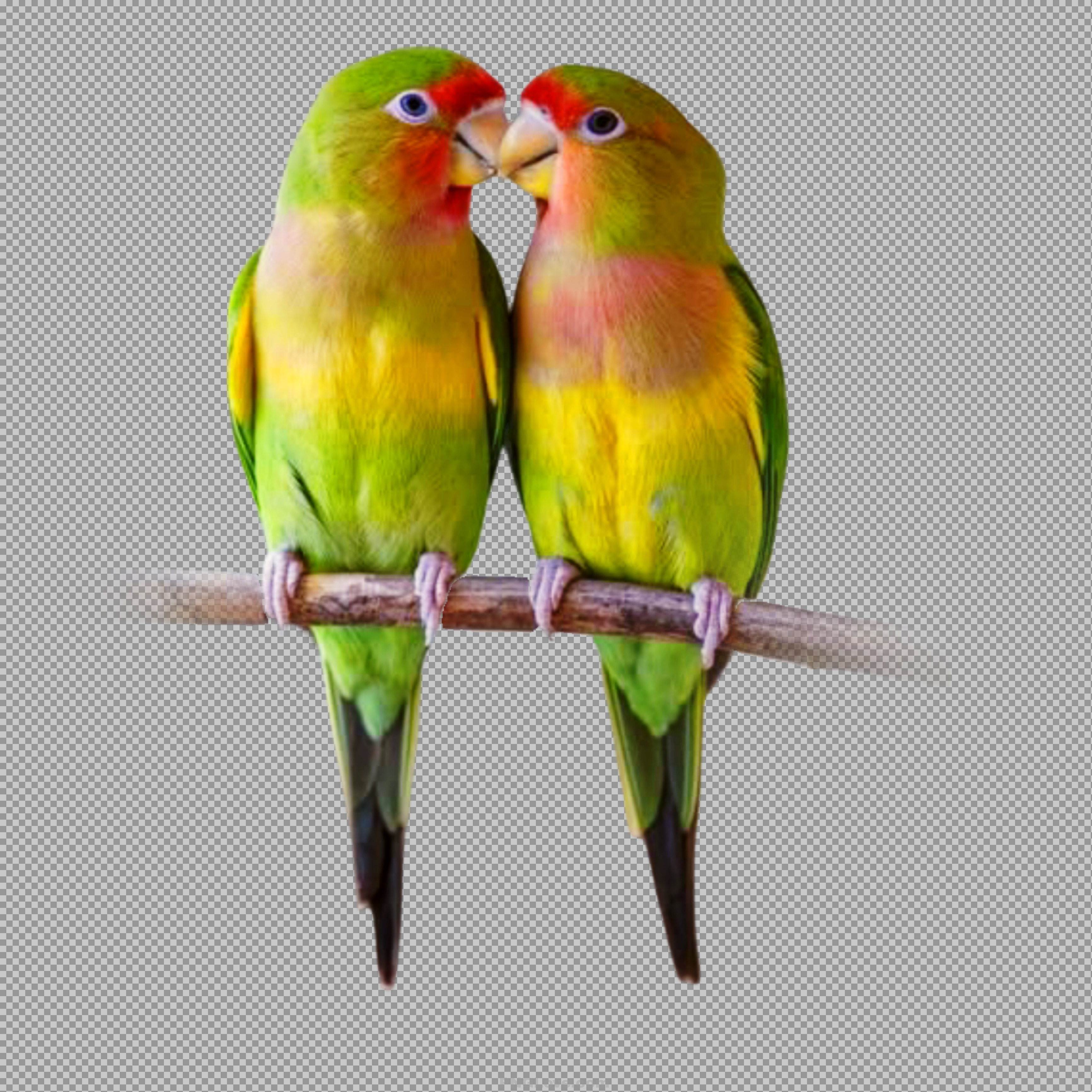 Kissing Lovebirds PNG | Free Transparent Image Download...