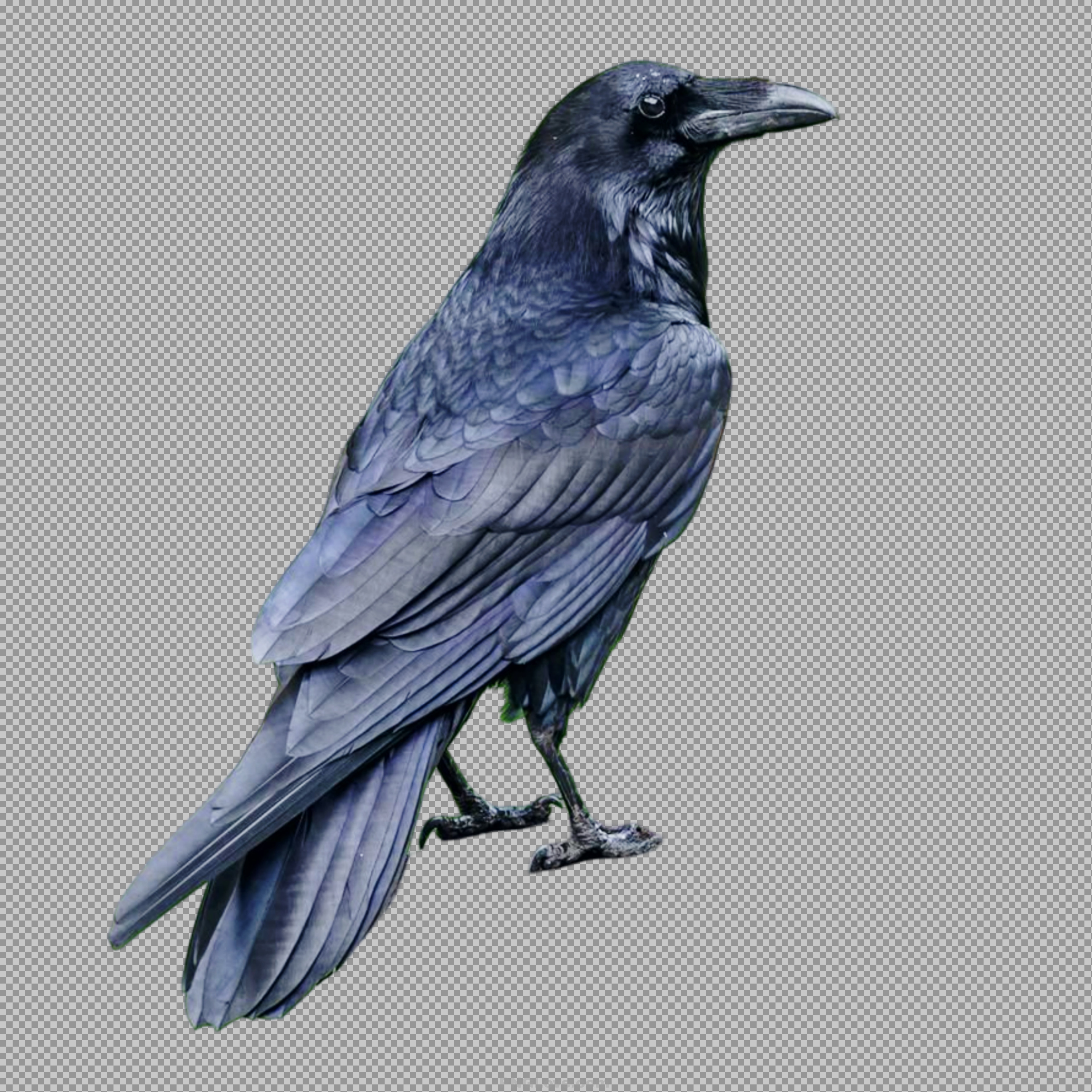 Majestic Raven PNG | HD Free Transparent Image Download