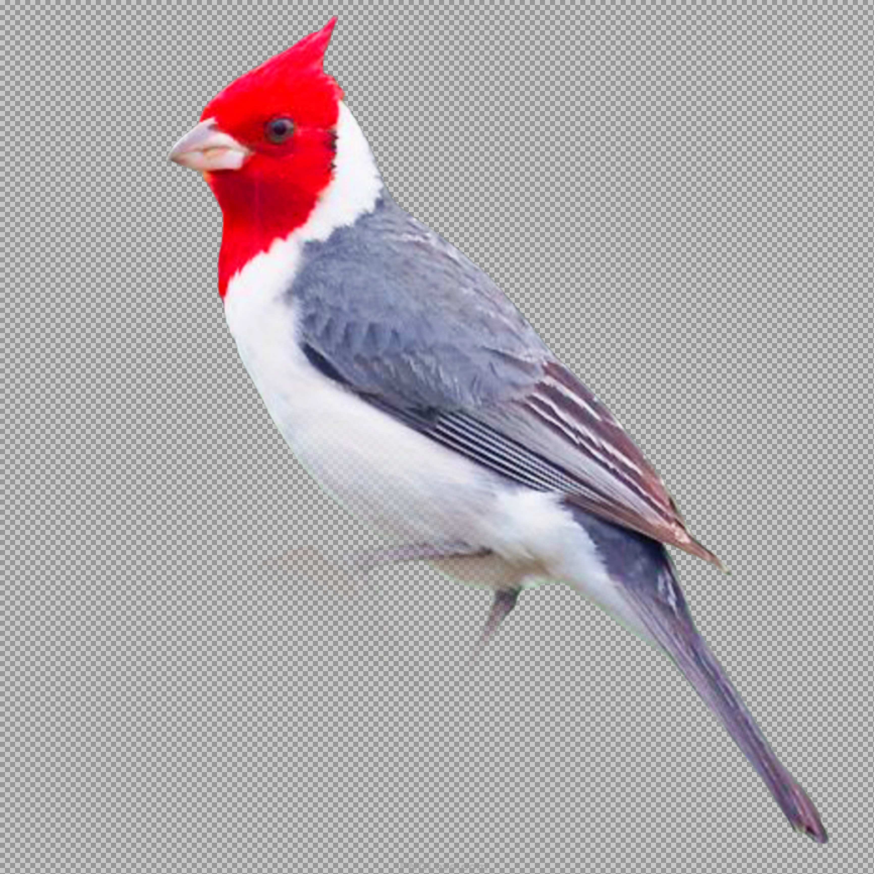 Red-crested Cardinal Bird PNG Image free download