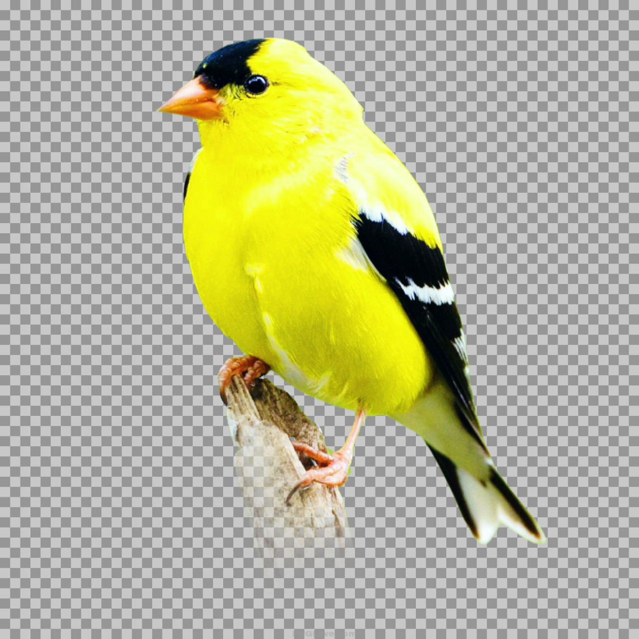 American Goldfinch PNG | High-Quality Transparent Bird Image