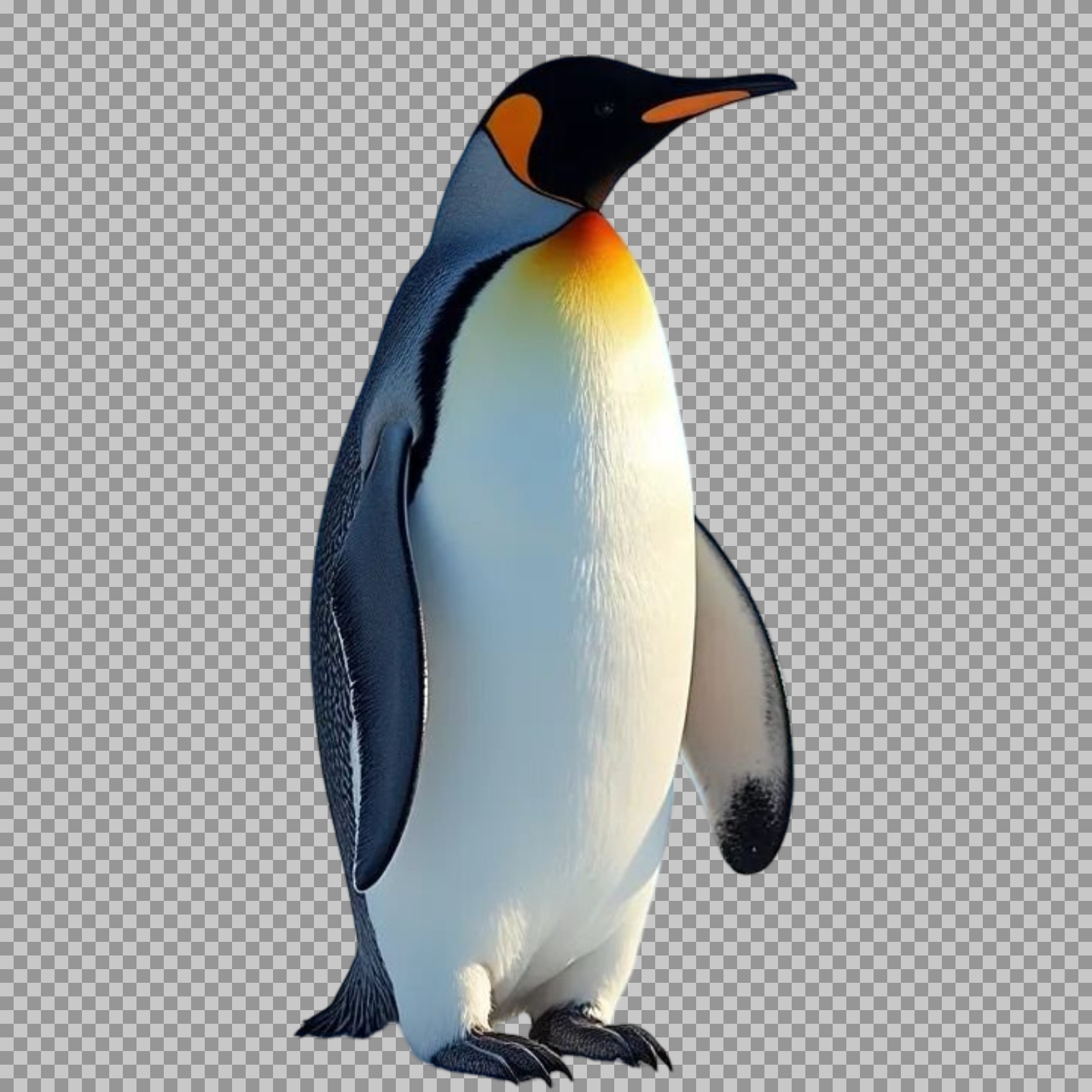 Free King Penguin PNG Image | Full Body Wildlife Cutout