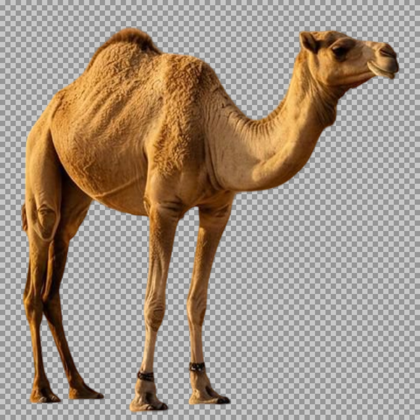 Free Standing Camel PNG | Isolated Desert Animal Cutout