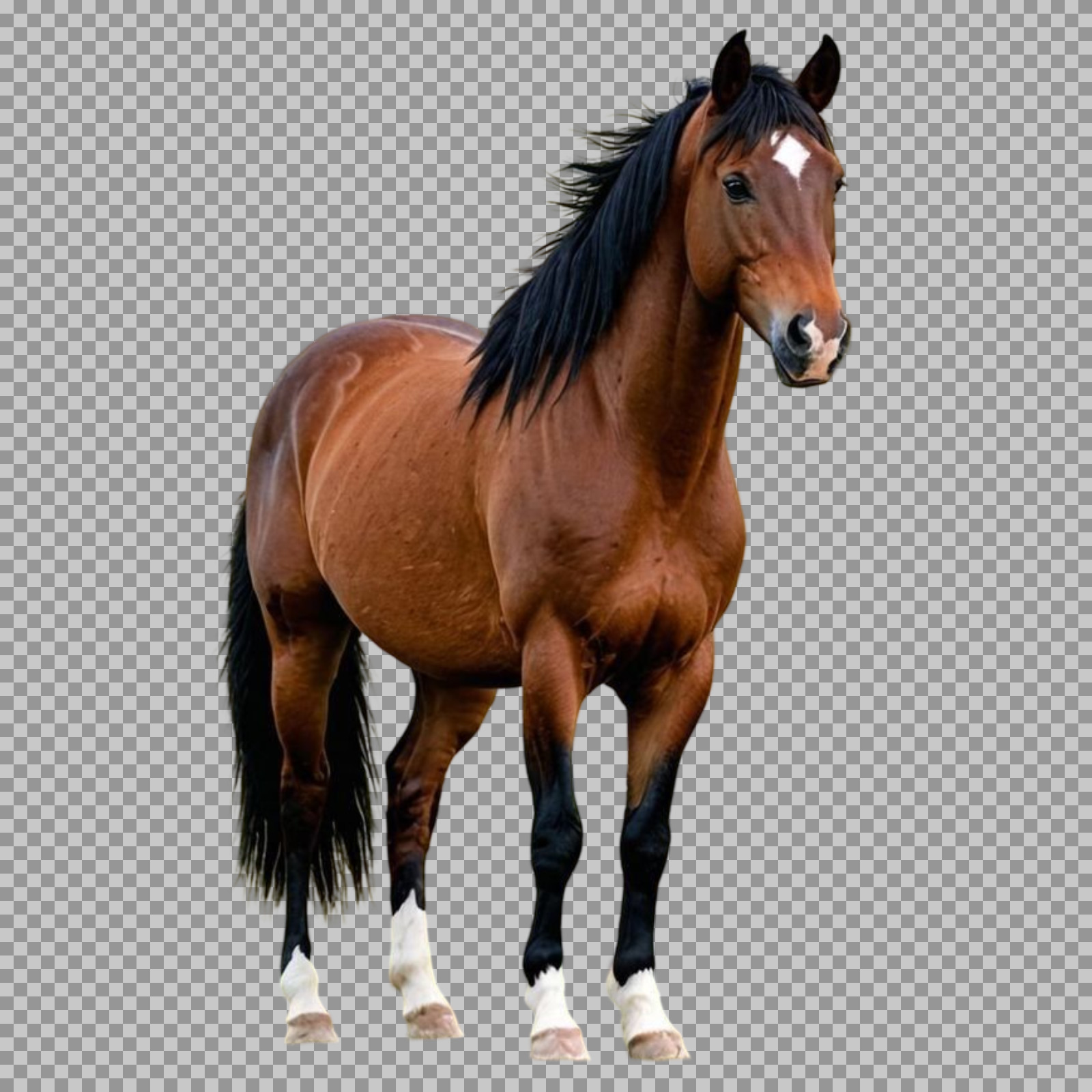 Standing Brown Horse PNG image