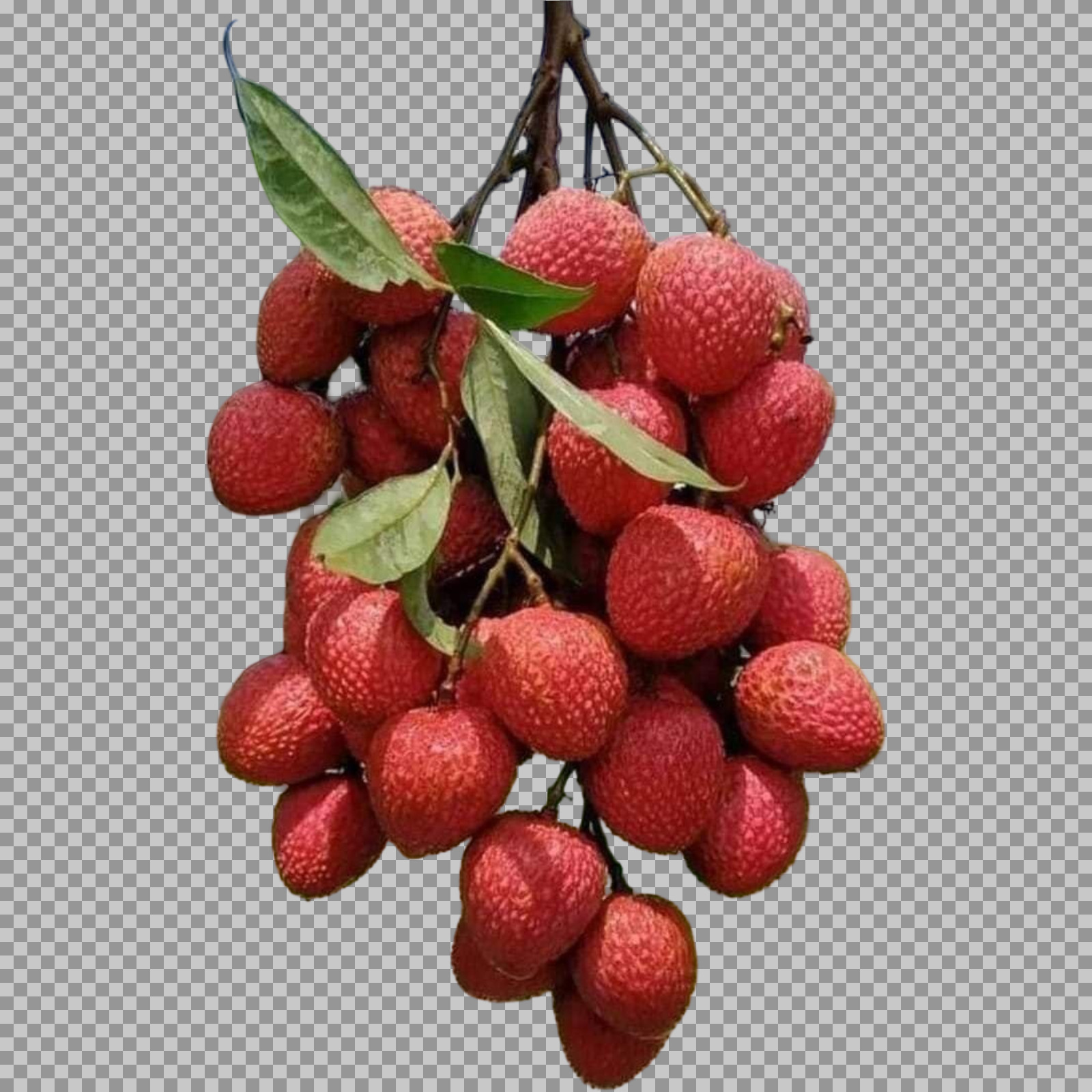 Large Bunch of Fresh Lychees on Branch PNG...